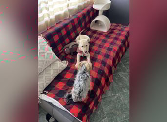 MELISSA - Zuhause gesucht