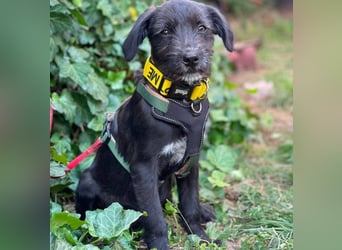 MILLIE - liebevolles Hundemädchen sucht ihr Zuhause