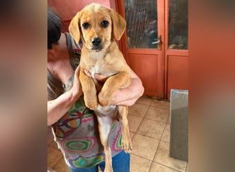 LEXI - sucht ihr Für-immer-Zuhause