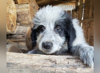 ARYA - zuckersüßes Hundekind