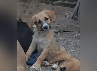 FRIEDA - Traumzuhause gesucht
