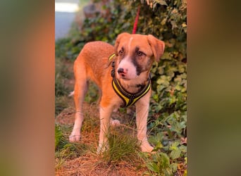 KOA - Traumzuhause gesucht