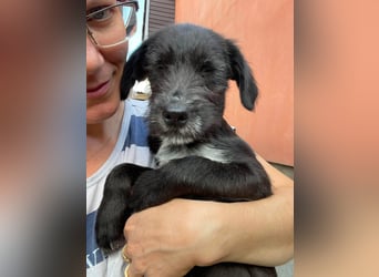 MILLIE - liebevolles Hundemädchen sucht ihr Zuhause