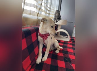 MELISSA - Zuhause gesucht