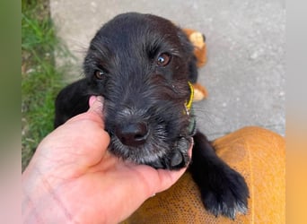 MILLIE - liebevolles Hundemädchen sucht ihr Zuhause