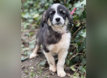 NALA - sanfte Seele sucht ihre Menschen