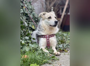 MAYA - sucht ihre Menschen