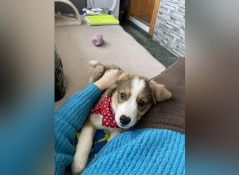 PEER - sanfte Seele sucht seine Menschen *reserviert*