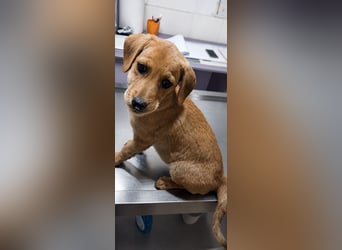 LEXI - sucht ihr Für-immer-Zuhause