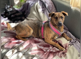 MOLLY - aufgewecktes Hundemädchen