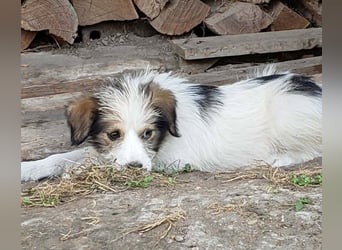 HEIDI - liebevolles Hundekind
