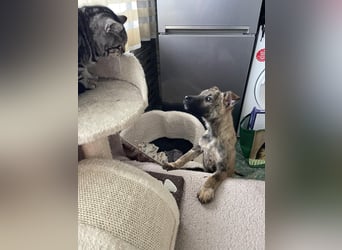 MAXI - liebevoller Hundebub