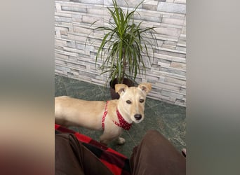 MELISSA - Zuhause gesucht