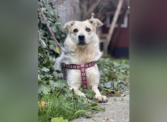 MAYA - sucht ihre Menschen