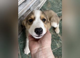 PEER - sanfte Seele sucht seine Menschen *reserviert*