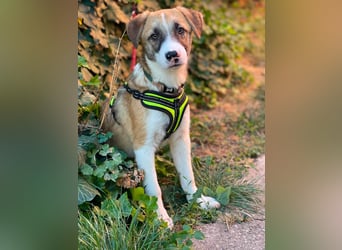 KOA - Traumzuhause gesucht