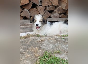 HEIDI - liebevolles Hundekind