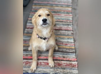 CRUMPET - verspielte Schönheit