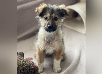 MARTHA - liebevolles Hundemädchen