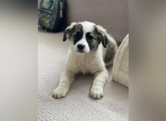 BELLA - sucht ihr Für-immer-Zuhause