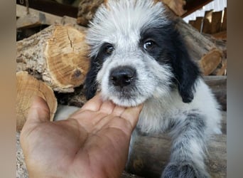 ARYA - zuckersüßes Hundekind