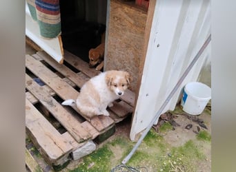 EDUARD - kleine Knutschkugel