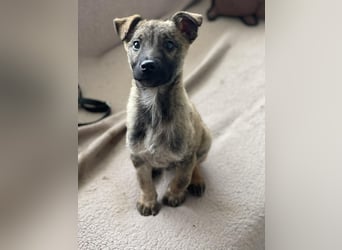 MAXI - liebevoller Hundebub