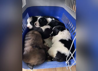 PATCH - Zuckerbub sucht seine Menschen