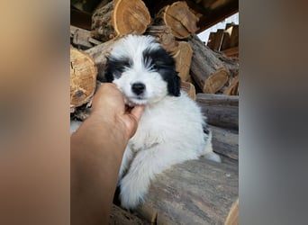 LOTTE - Traumzuhause gesucht