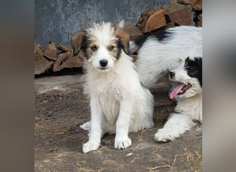 HEIDI - liebevolles Hundekind