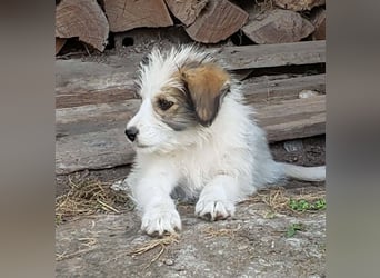HEIDI - liebevolles Hundekind