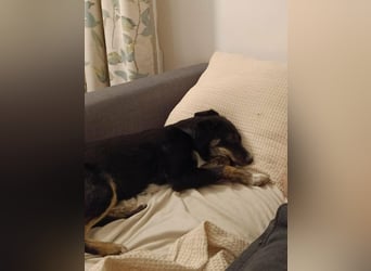 DORIS - Traumzuhause gesucht