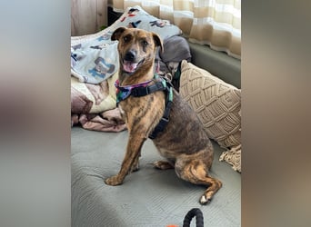 MOLLY - aufgewecktes Hundemädchen