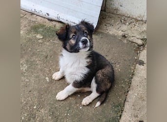 ZANNY - sanfte Seele sucht ein Zuhause *reserviert*