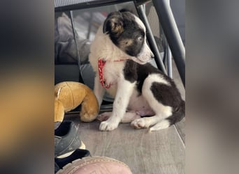 PATCH - Zuckerbub sucht seine Menschen