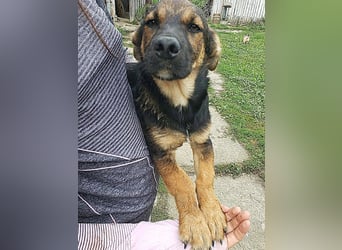 GOOFY - verspieltes Hundekind
