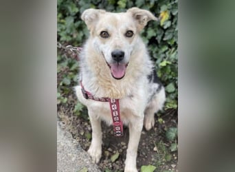 MAYA - sucht ihre Menschen