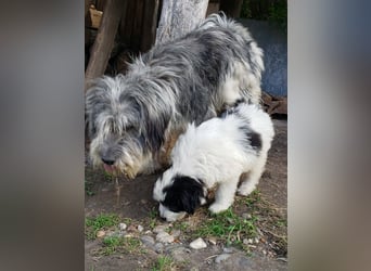 LOTTE - Traumzuhause gesucht