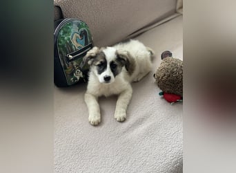 BELLA - sucht ihr Für-immer-Zuhause