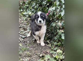 NALA - sanfte Seele sucht ihre Menschen