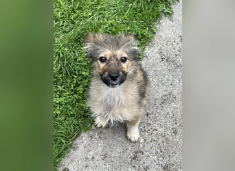 MARTHA - liebevolles Hundemädchen