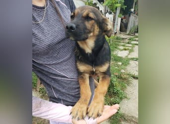 GOOFY - verspieltes Hundekind