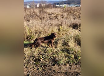 ROSIE - verspielte Schönheit