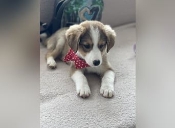 PEER - sanfte Seele sucht seine Menschen *reserviert*