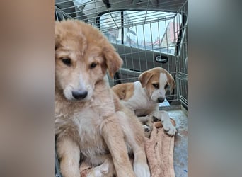 CRUMPET - verspielte Schönheit