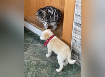 PRESTON - Zuckerbub sucht seine Menschen *reserviert*