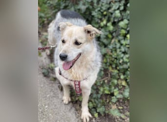 MAYA - sucht ihre Menschen