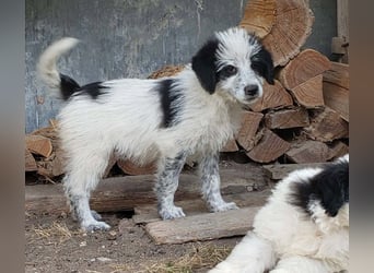 ARYA - zuckersüßes Hundekind