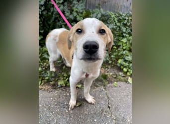 HANNAH - sucht ihre Menschen