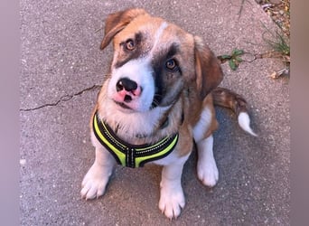 KOA - Traumzuhause gesucht